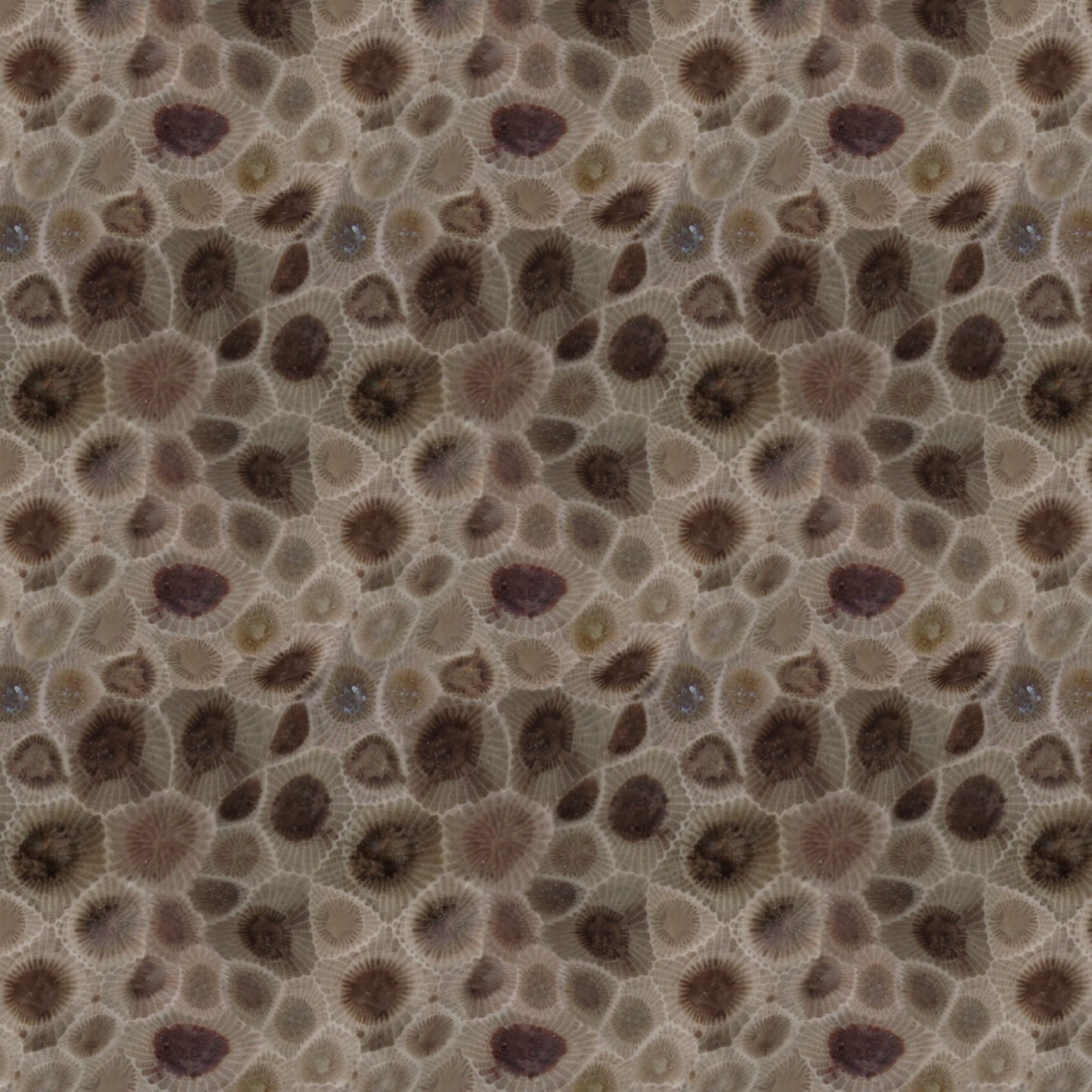Petoskey Stone 12x12 - CraftCutterSupply.com